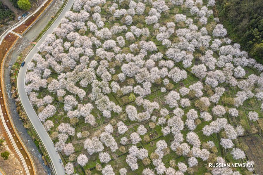 Пышное цветение вишни в провинции Чжэцзян