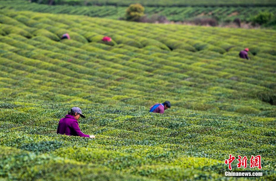 Аэрофотосъемка Синьюй: витающий аромат раннего чая и хлопотные сборы чайных листьев