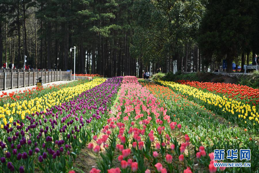 Гуйчжоу: распускающиеся цветы привлекают туристов
