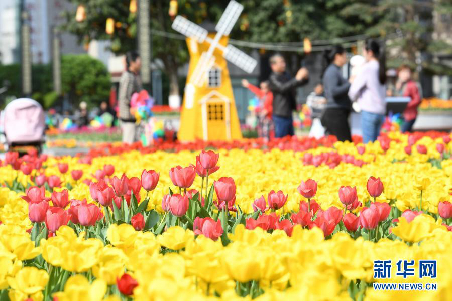 Цветение тюльпанов на улицах Чунцина