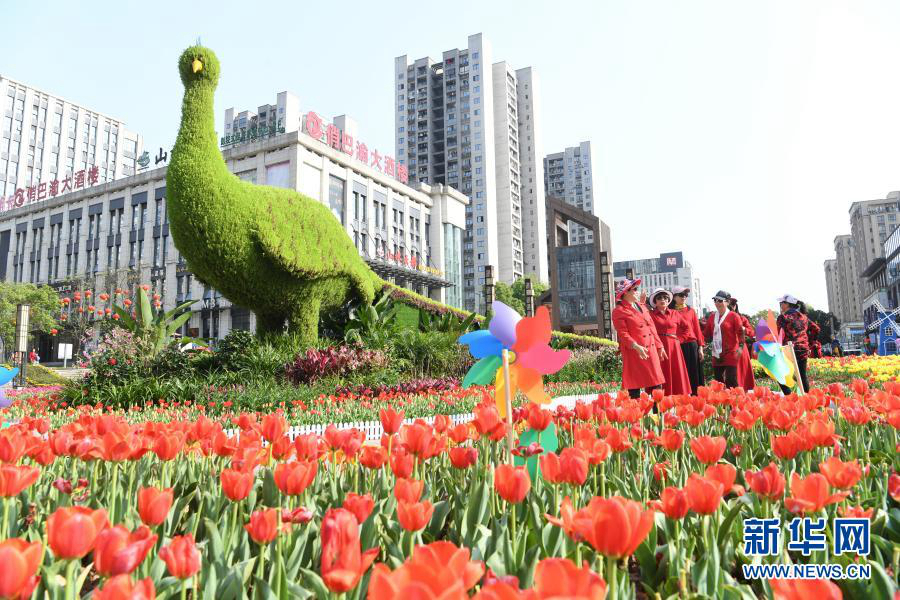 Цветение тюльпанов на улицах Чунцина
