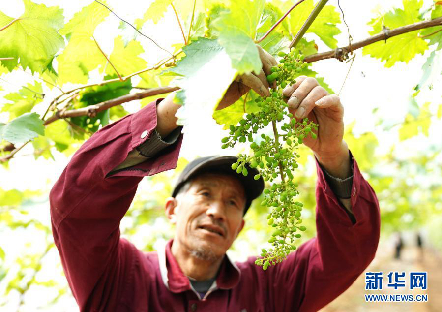 Уезд Чанли провинции Хэбэй: выращивание фруктов содействует подъему села