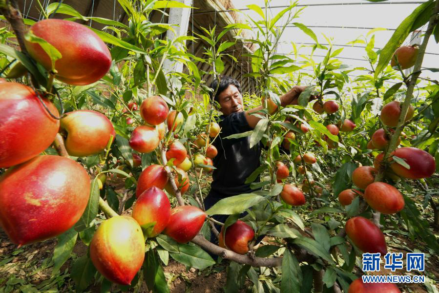 Уезд Чанли провинции Хэбэй: выращивание фруктов содействует подъему села