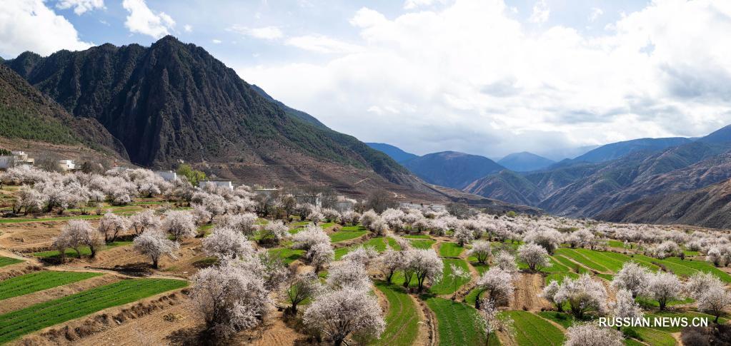 “Райский персиковый сад” в высокогорном районе провинции Сычуань