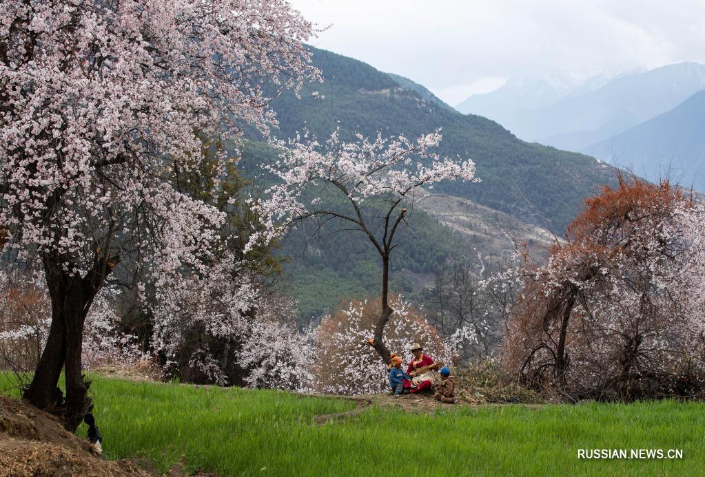 “Райский персиковый сад” в высокогорном районе провинции Сычуань