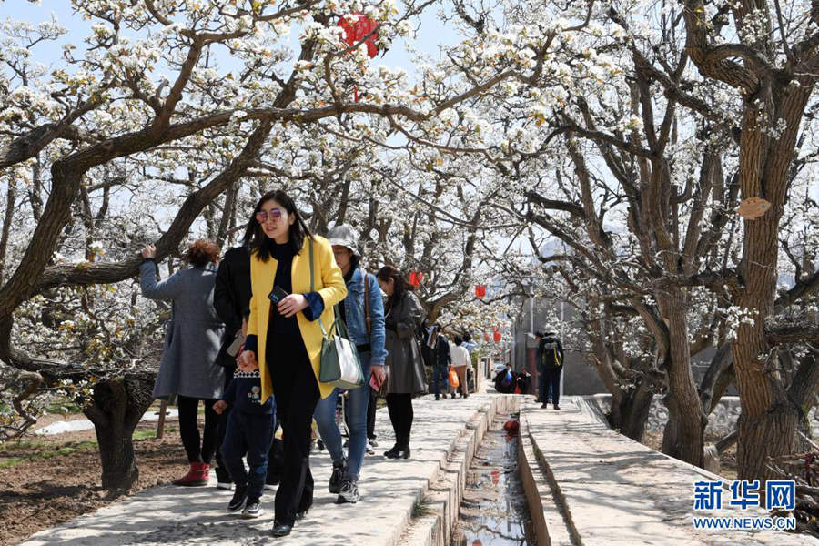 Цветение грушевых деревьев привлекает туристов