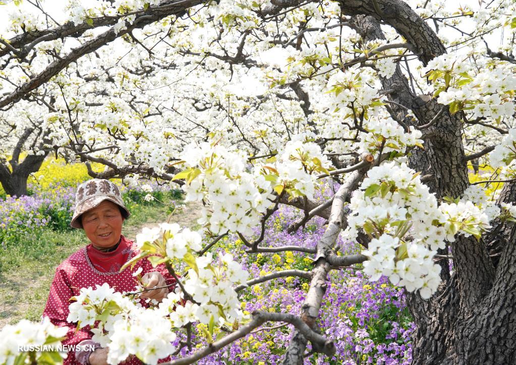 Хлопоты садоводов в Цзиньчжоу