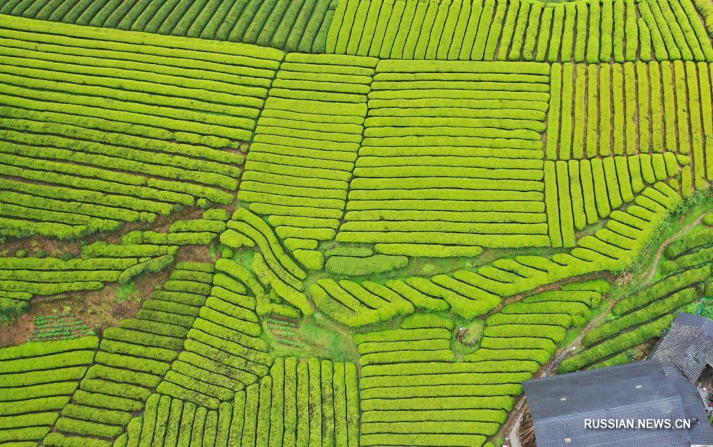 Весенние виды чайных плантаций в уезде Хэфэн