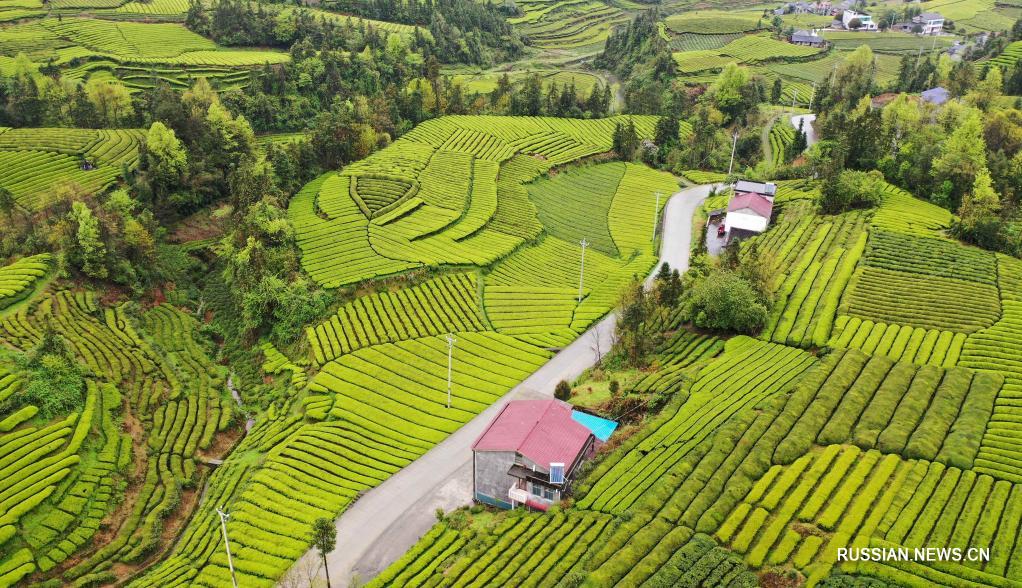Весенние виды чайных плантаций в уезде Хэфэн