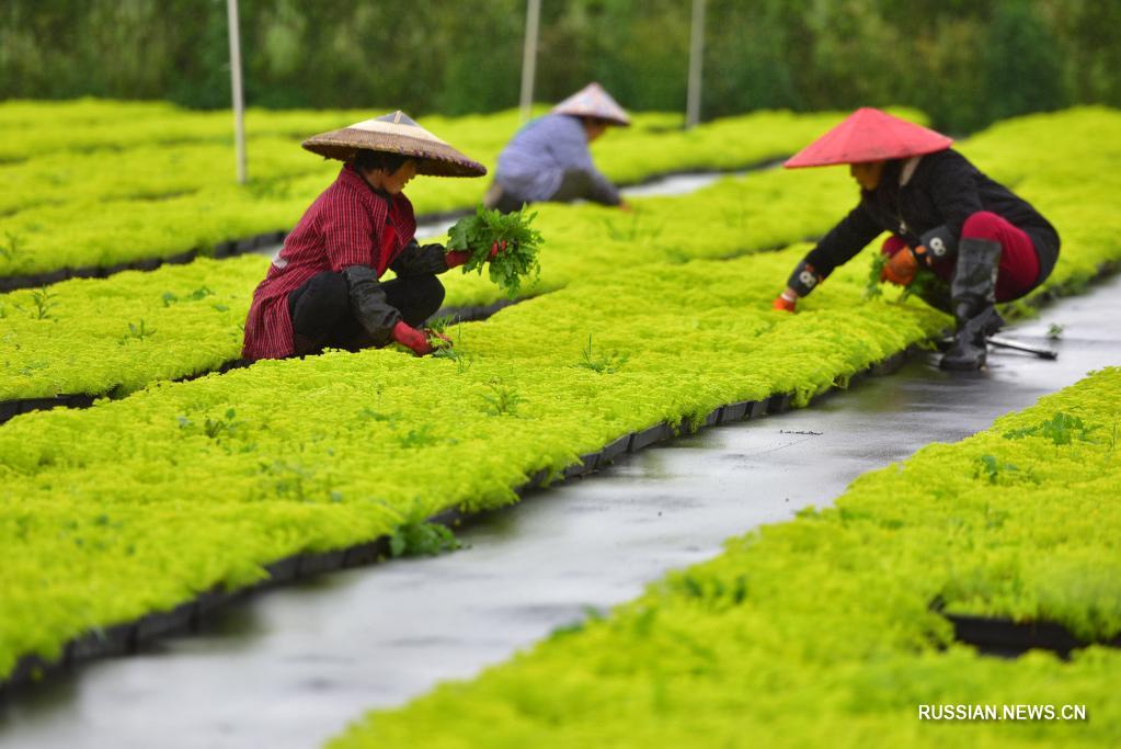 Весенние хлопоты на растениеводческой базе в провинции Гуйчжоу