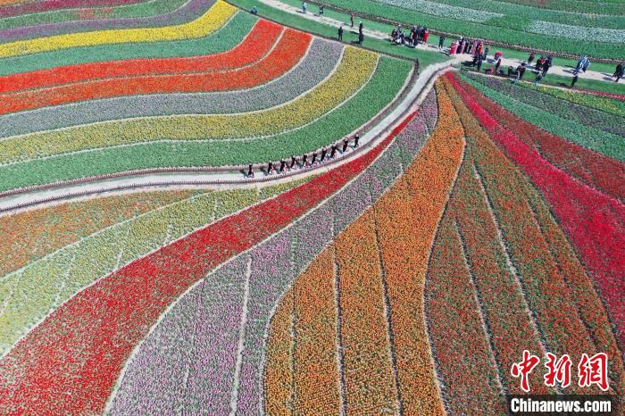 Сезон цветения тюльпанов в провинции Цзянсу