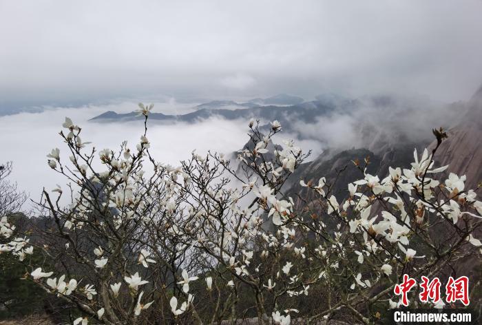 Сезон магнолии на пике горы Хуаншань