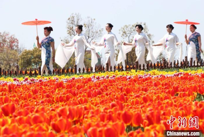Сезон цветения тюльпанов в провинции Цзянсу