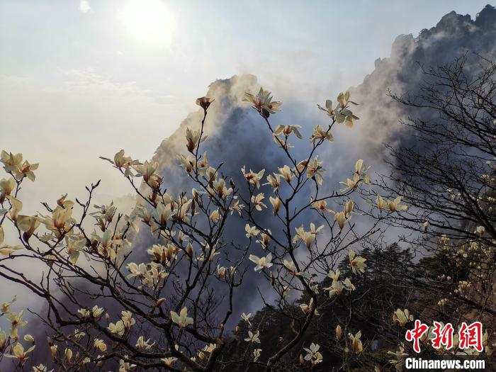 Сезон магнолии на пике горы Хуаншань
