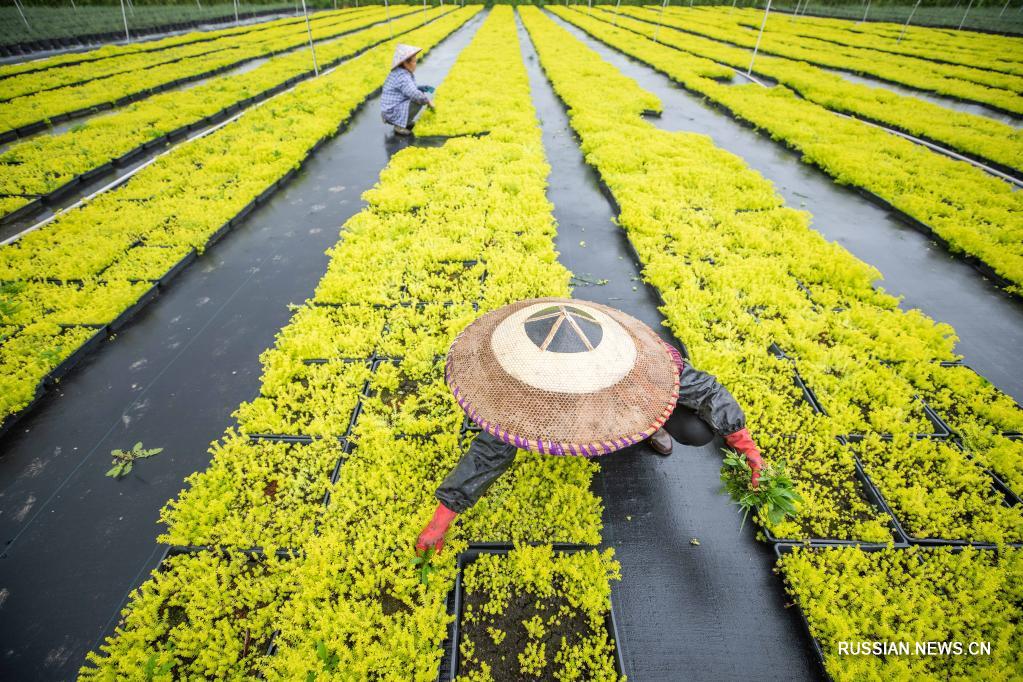 Весенние хлопоты на растениеводческой базе в провинции Гуйчжоу