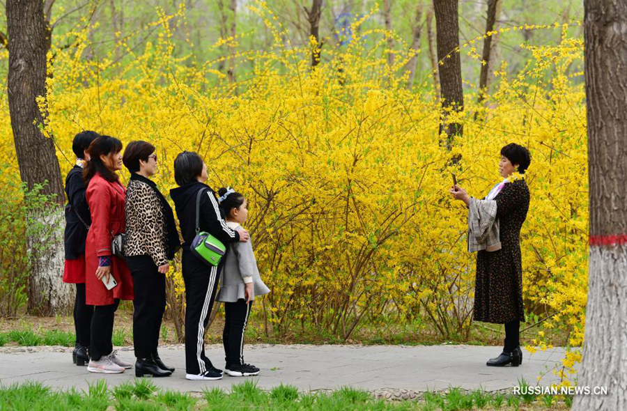 Весеннее цветение в парке Хуантайшань