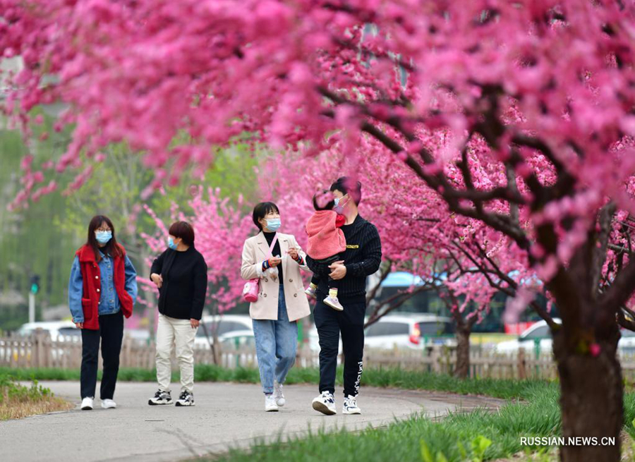 Весеннее цветение в парке Хуантайшань