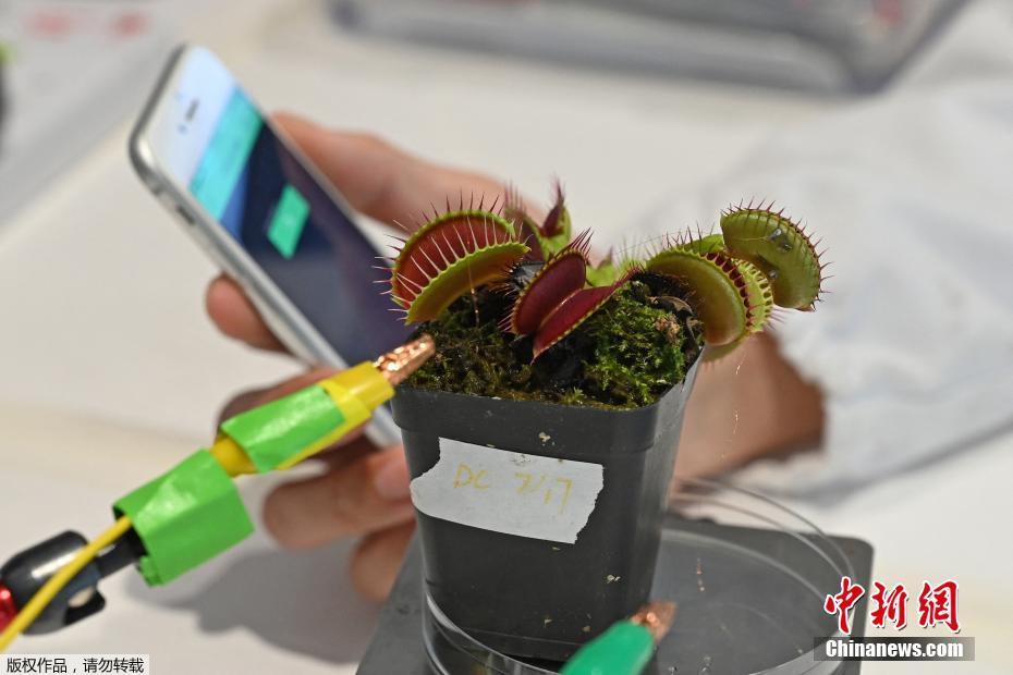 Наньянский технологический университет в Сингапуре разрабатывает растительное “коммуникационное” устройство, которое в будущем сможет осуществлять экологическое зондирование