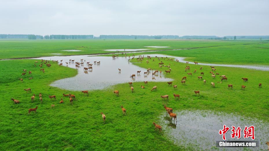 Хубэйский Шишоу: стадо оленей остановилось на лугу для отдыха и поиска пищи