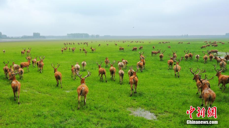 Хубэйский Шишоу: стадо оленей остановилось на лугу для отдыха и поиска пищи