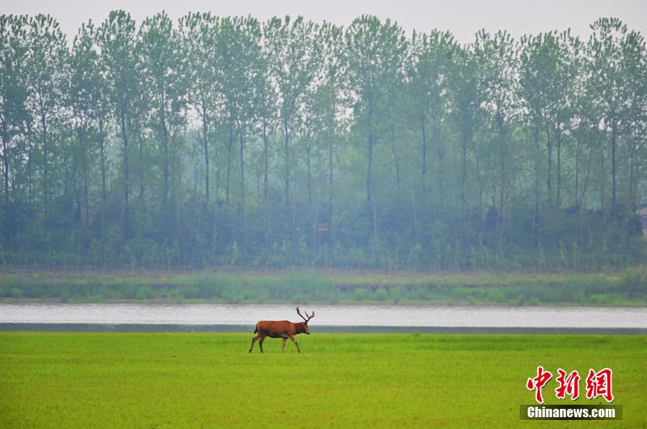 Хубэйский Шишоу: стадо оленей остановилось на лугу для отдыха и поиска пищи