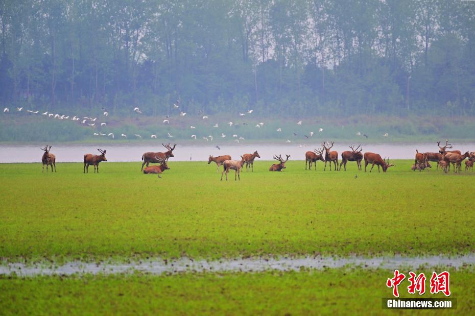 Хубэйский Шишоу: стадо оленей остановилось на лугу для отдыха и поиска пищи