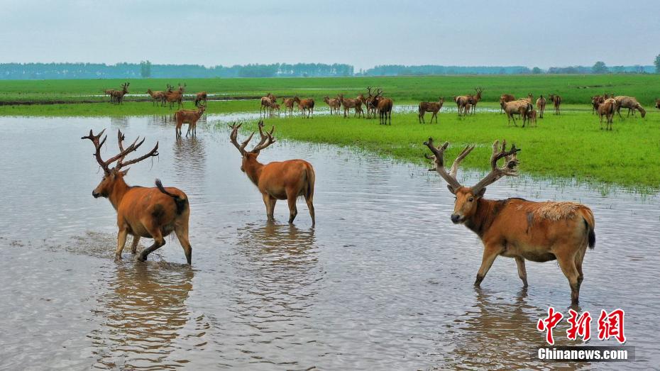 Хубэйский Шишоу: стадо оленей остановилось на лугу для отдыха и поиска пищи