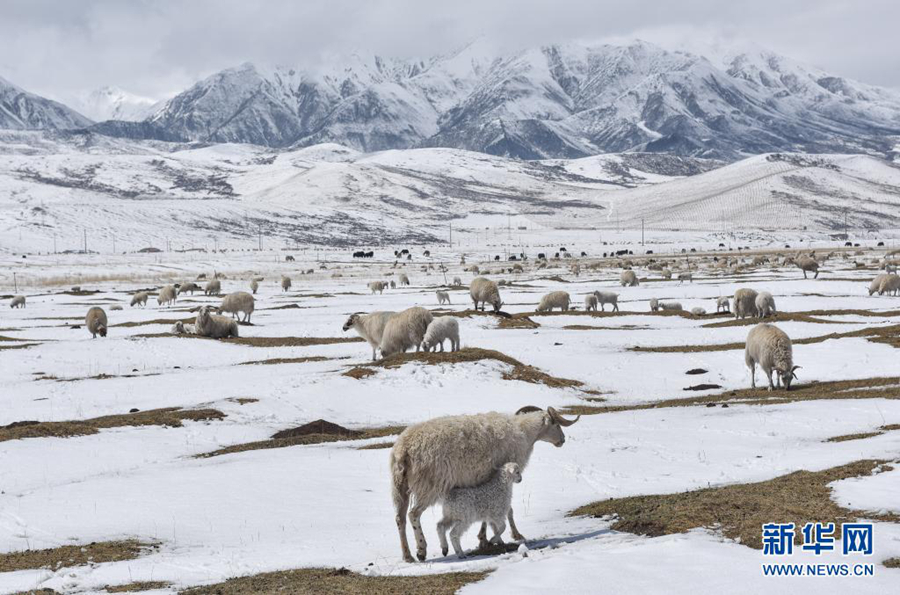 Сказочные пейзажи в уезде Цилянь после снега
