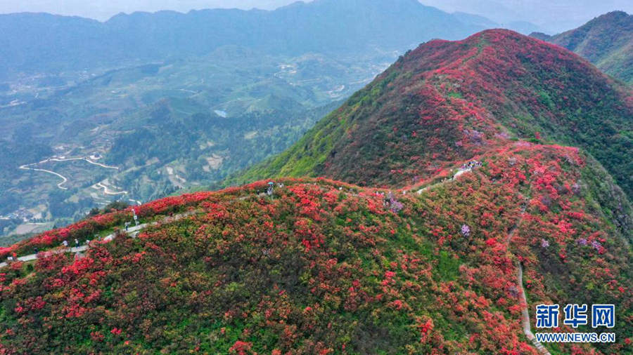 Пышное цветение азалии в уезде Даньчжай провинции Гуйчжоу