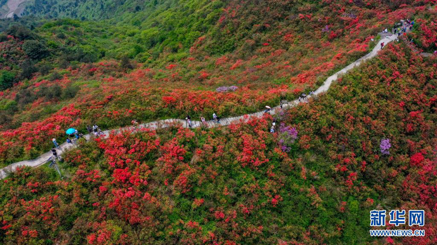 Пышное цветение азалии в уезде Даньчжай провинции Гуйчжоу