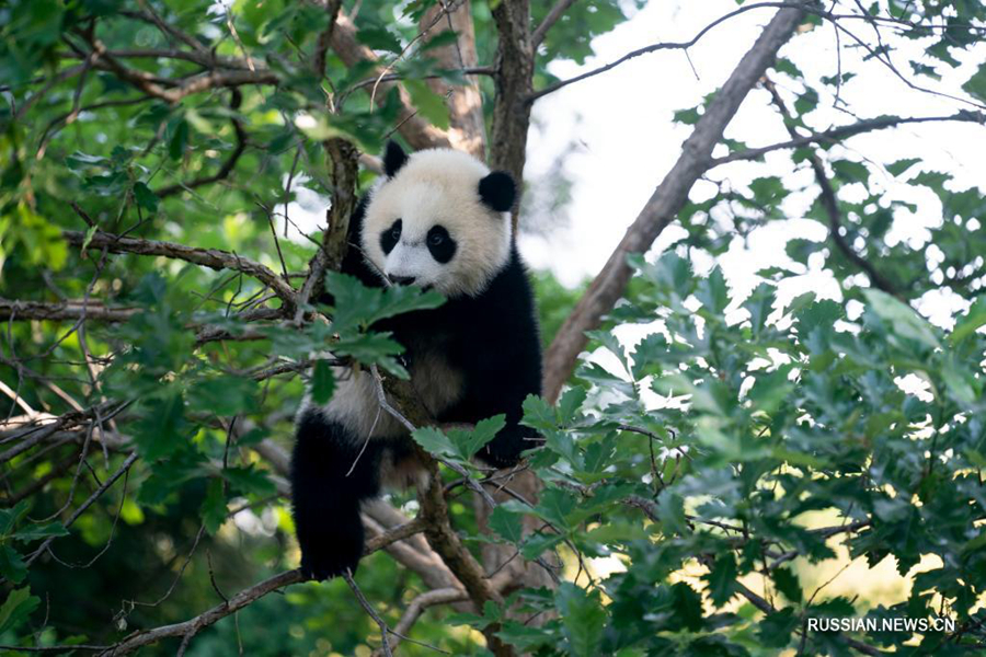 Родившегося в США детеныша панды впервые показали публике