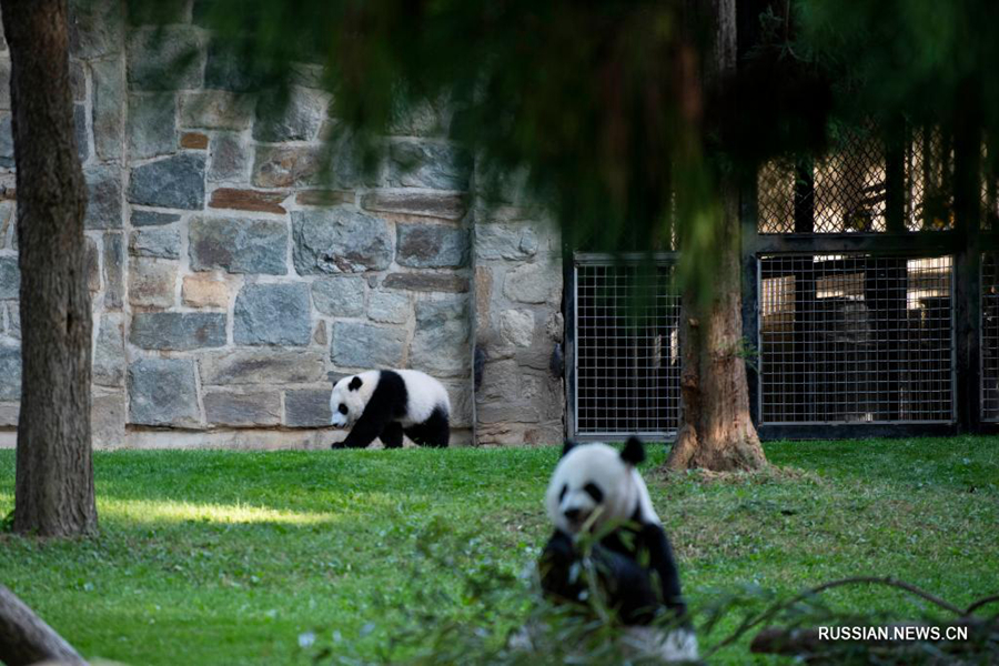 Родившегося в США детеныша панды впервые показали публике