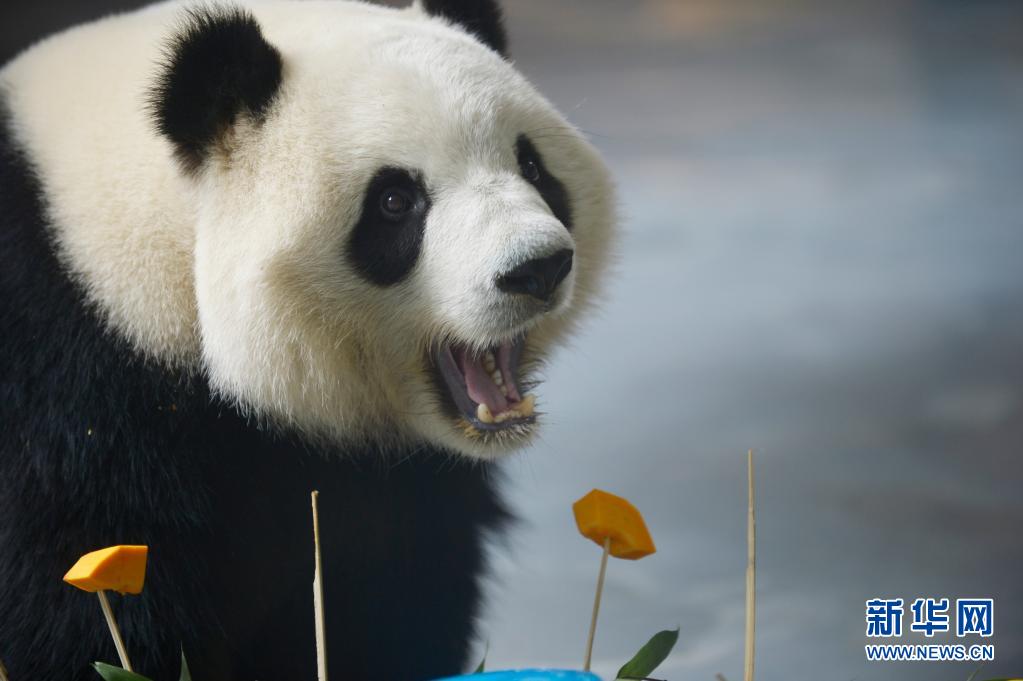 Гигантские панды Циго и Юаньмань отметили свой 5-летний юбилей