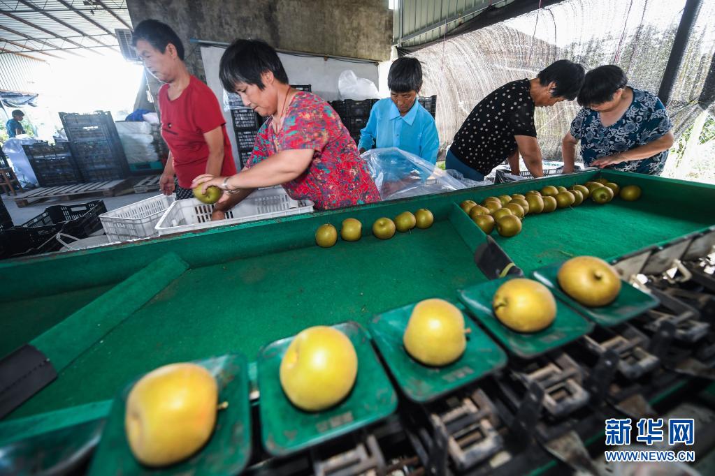 В уезде Хайянь провинции Чжэцзян строят пояс фруктовой промышленности