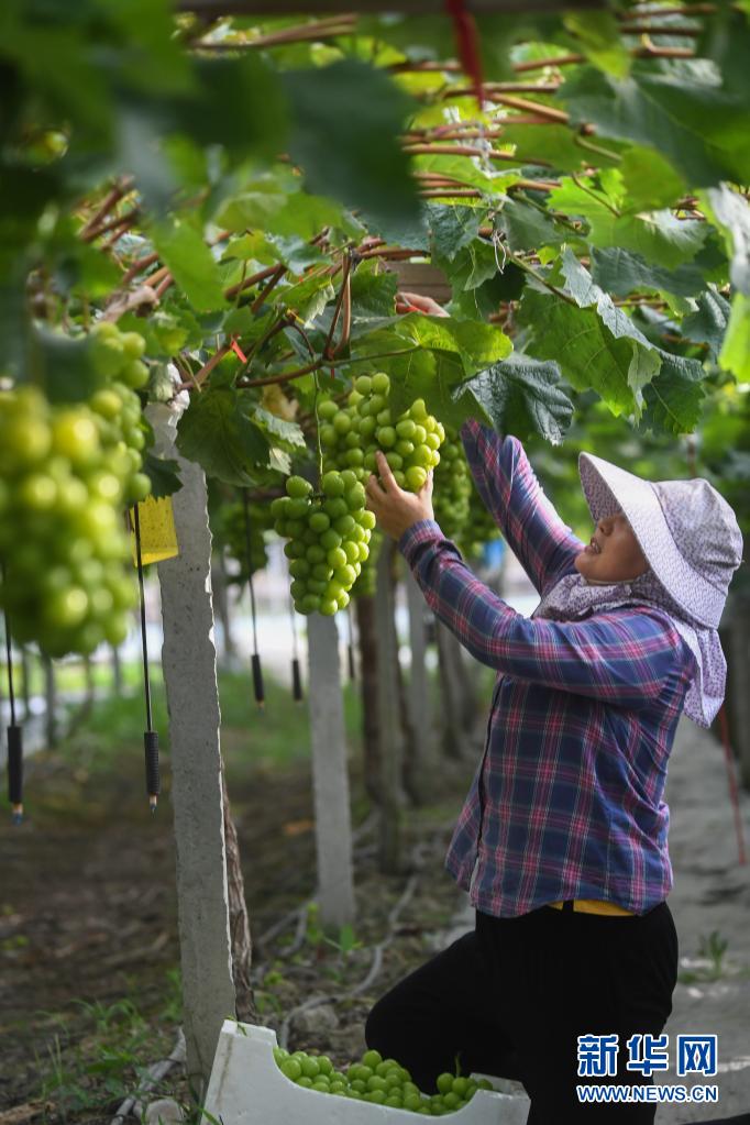 В уезде Хайянь провинции Чжэцзян строят пояс фруктовой промышленности