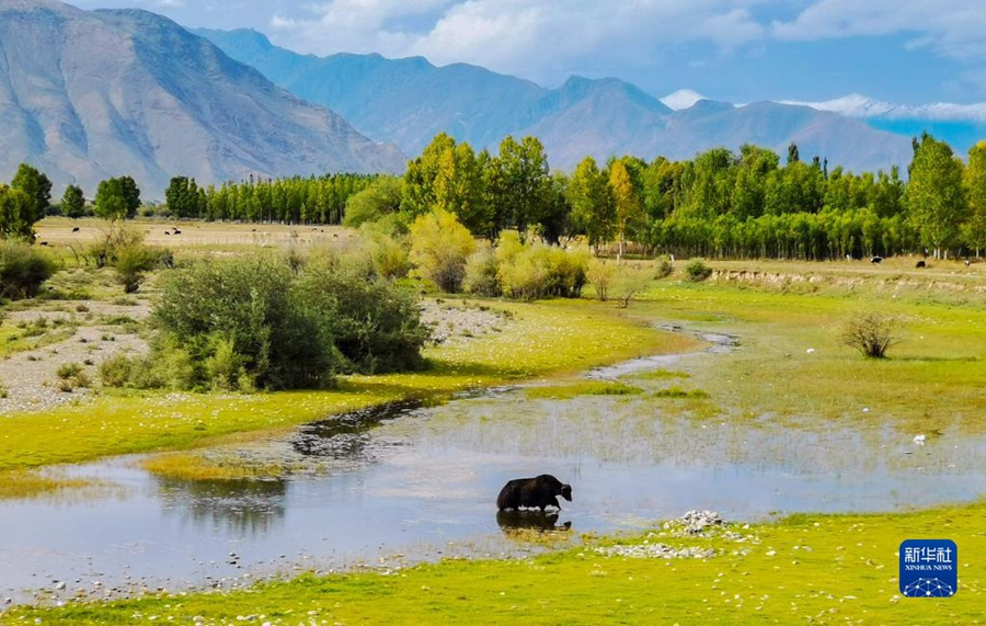 Очаровательные осенние пейзажи в Тибете