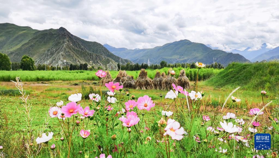 Очаровательные осенние пейзажи в Тибете