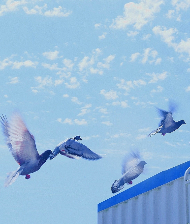 Компания «Сибу»: голуби пролетают над буровой площадкой