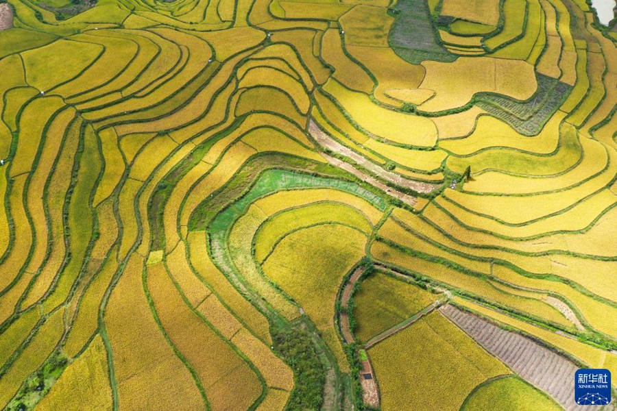 Богатый осенний урожай на поле провинции Гуйчжоу