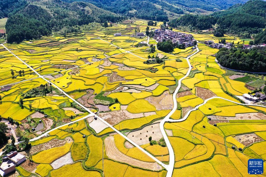 Богатый осенний урожай на поле провинции Гуйчжоу