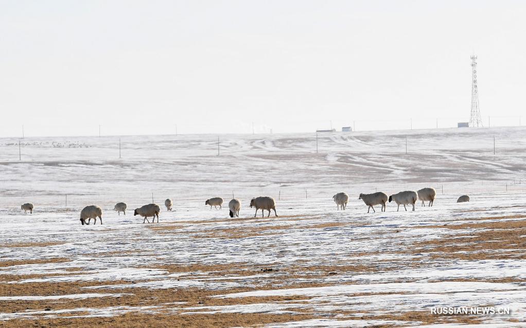 Заснеженные степные дали Внутренней Монголии