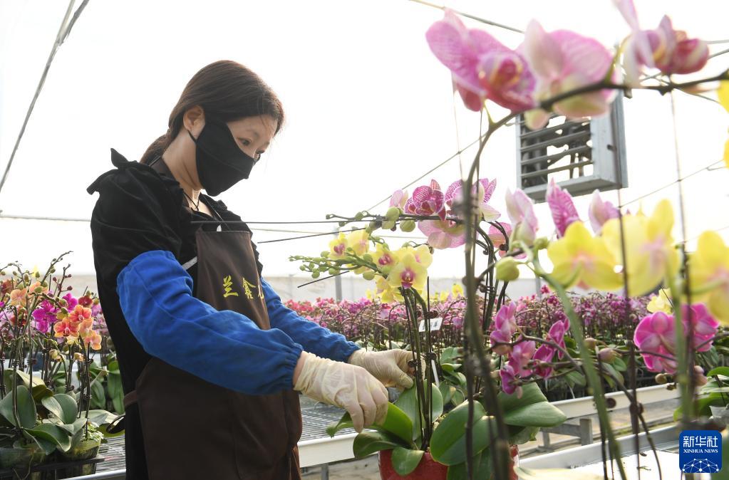 В сельских теплицах расцвели цветы для продажи к празднику Весны
