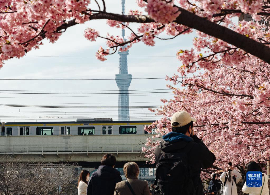 Токио: с приходом весны распускается сакура 