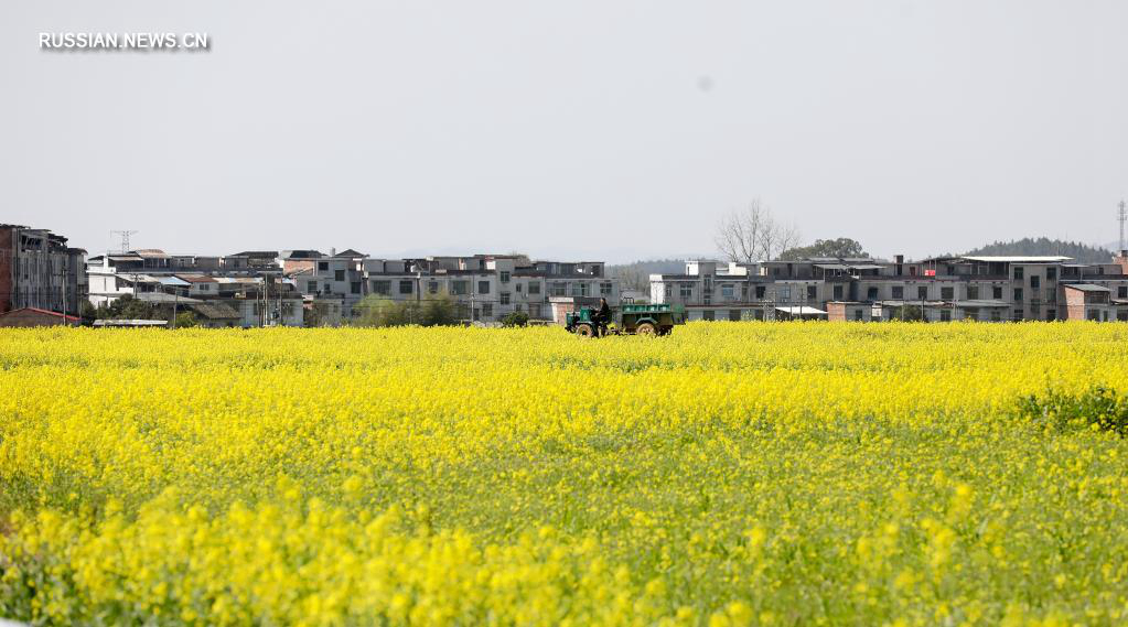 Весенняя вспашка полей в Китае