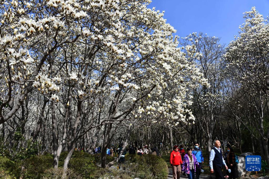В городе Цзинань расцветают цветы магнолии