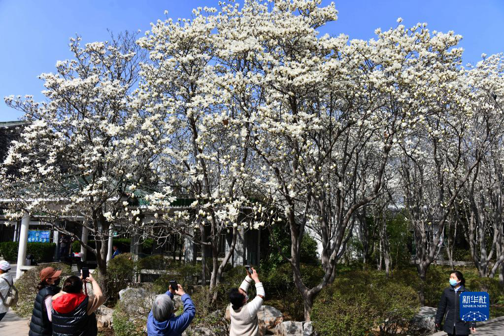 В городе Цзинань расцветают цветы магнолии