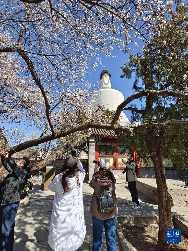 Пекин: цветение персика на фоне белой пагоды