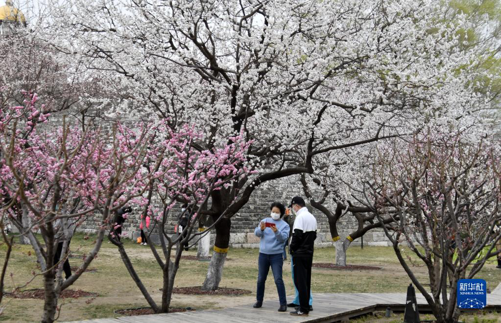 Цветение персиковых деревьев в Пекине