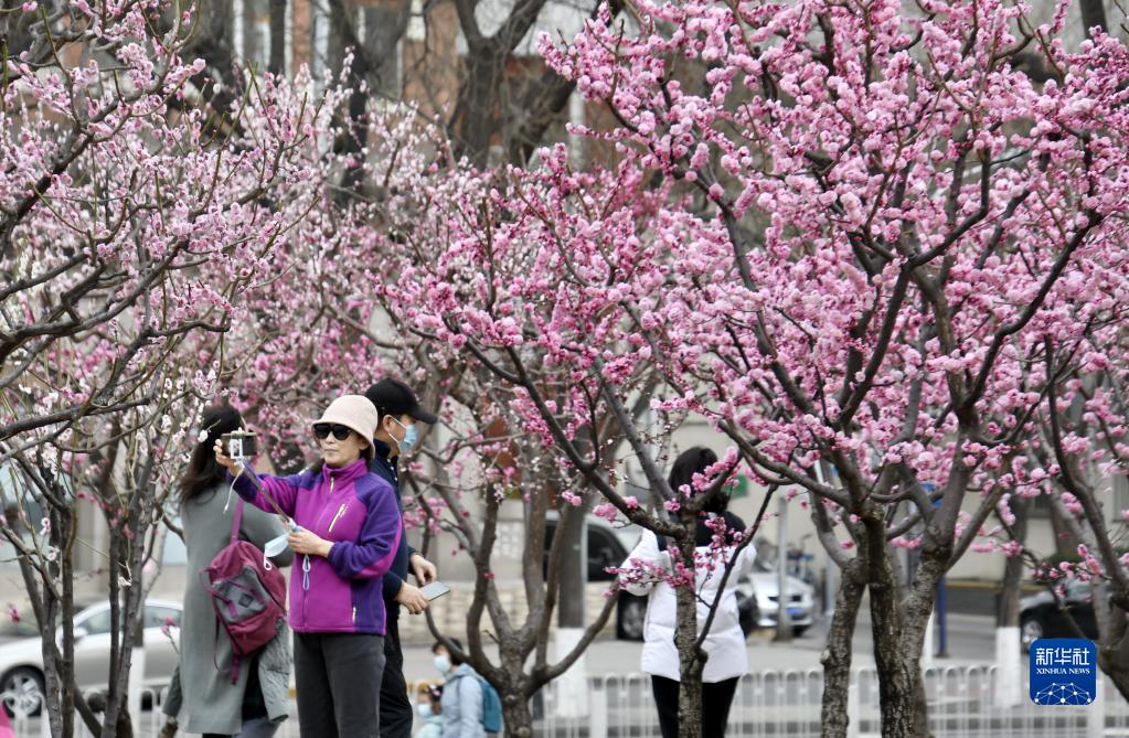 Цветение персиковых деревьев в Пекине