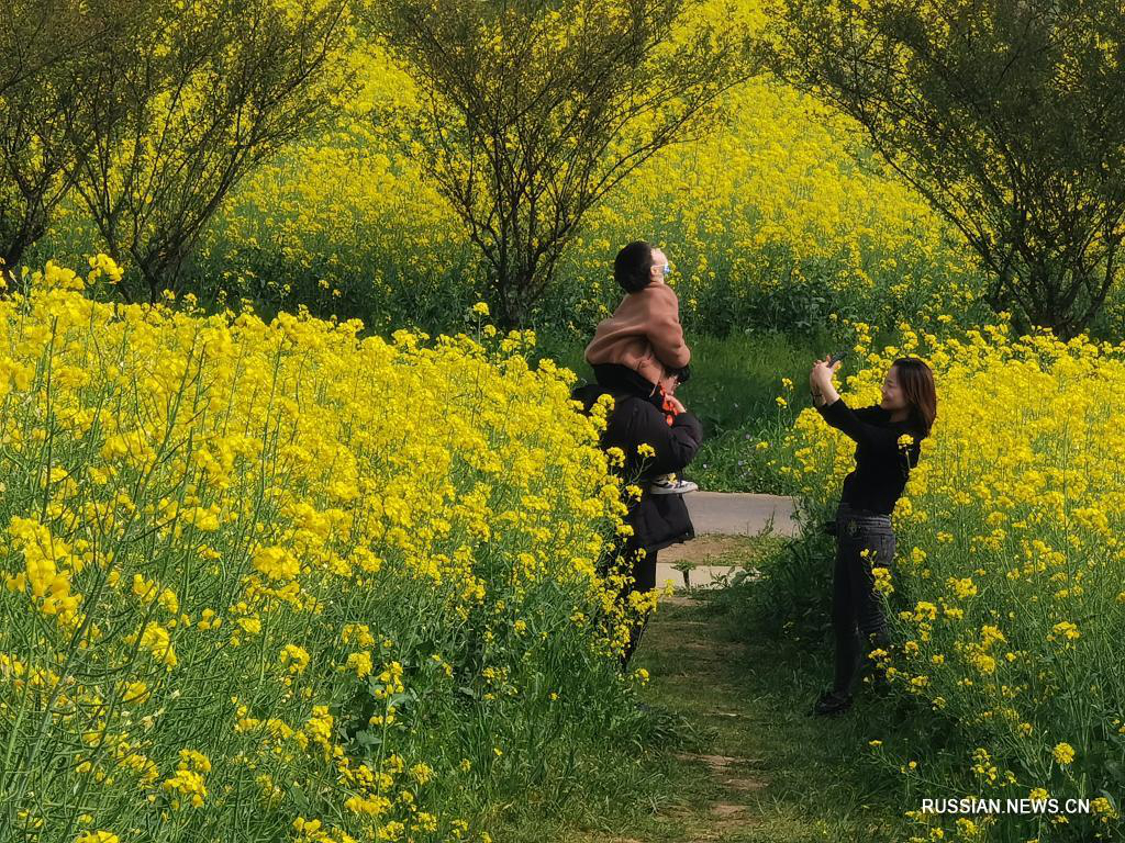 Пейзажный вид поля капусты в Нанкине